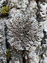 Physconia perisidiosa