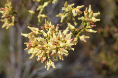 Erica lutea