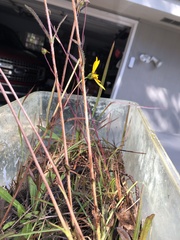 Helianthus heterophyllus