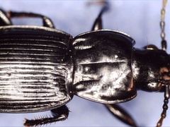 Pterostichus