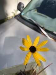 Helianthus heterophyllus