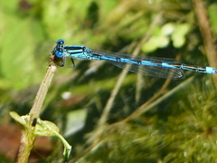 Erythromma lindenii
