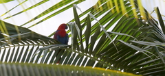 Eclectus roratus