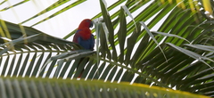 Eclectus roratus