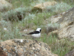 Oenanthe melanoleuca