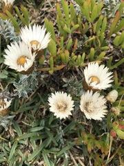Helichrysum retortum