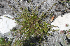 Coleonema pulchellum