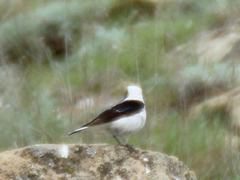 Oenanthe melanoleuca