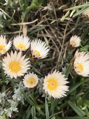 Helichrysum retortum