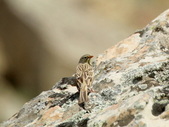 Emberiza hortulana