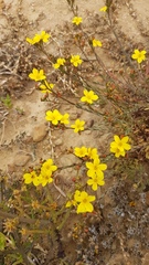 Linum brevistylum
