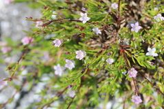 Coleonema pulchellum