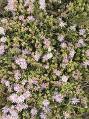 Drosanthemum candens
