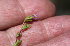 Coleonema pulchellum