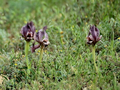 Iris acutiloba