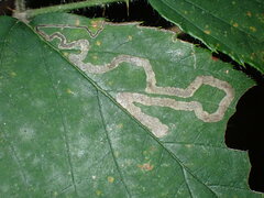 Nepticuloidea