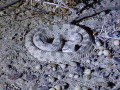 Crotalus cerastes cerastes
