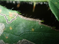 Nepticuloidea