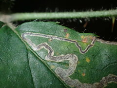 Nepticuloidea