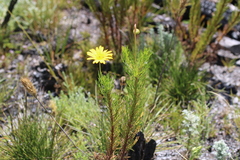 Ursinia paleacea