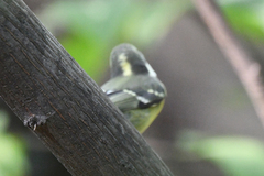 Periparus venustulus