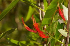 Dendrophthoe curvata