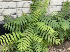 Ailanthus altissima