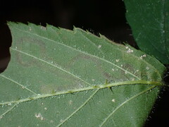 Nepticuloidea