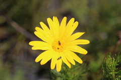 Ursinia paleacea