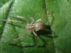 Anyphaena accentuata