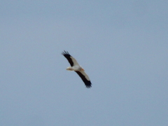 Neophron percnopterus