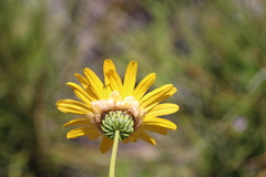 Ursinia paleacea
