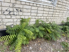 Ailanthus altissima