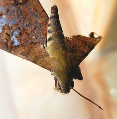 Nephele comma