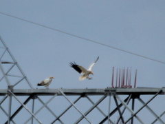 Neophron percnopterus