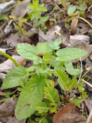Stachys floridana
