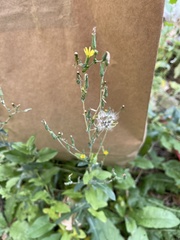 Lactuca serriola