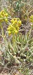 Cotyledon campanulata