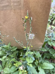 Lactuca serriola