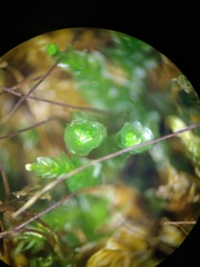 Tetraphis pellucida