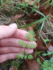 Daucus