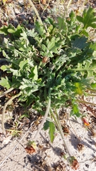 Arctotis breviscapa