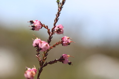 Erica spumosa