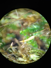 Tetraphis pellucida