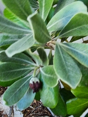 Pittosporum crassifolium