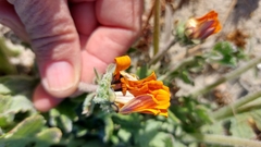 Arctotis breviscapa
