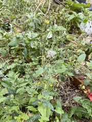 Lactuca serriola