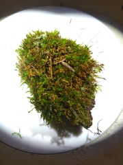 Tetraphis pellucida