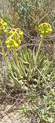 Cotyledon campanulata