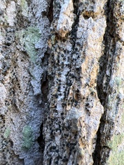 Cresponea chloroconia